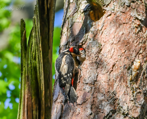 Buntspecht beim füttern