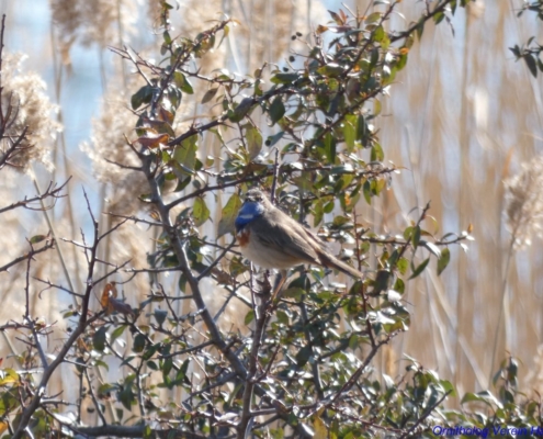 Blaukehlchen