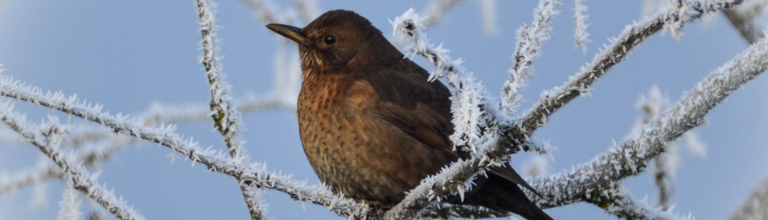 Amselweibchen, Winter