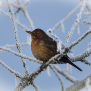 Amselweibchen, Winter