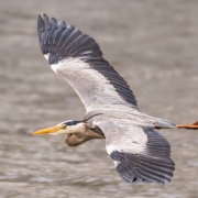 Graureiher im Flug über den See